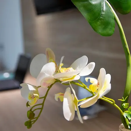 Pegasus סאסארי